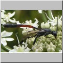 Gasteruption cf jaculator - Gichtwespe w01a 15mm.jpg